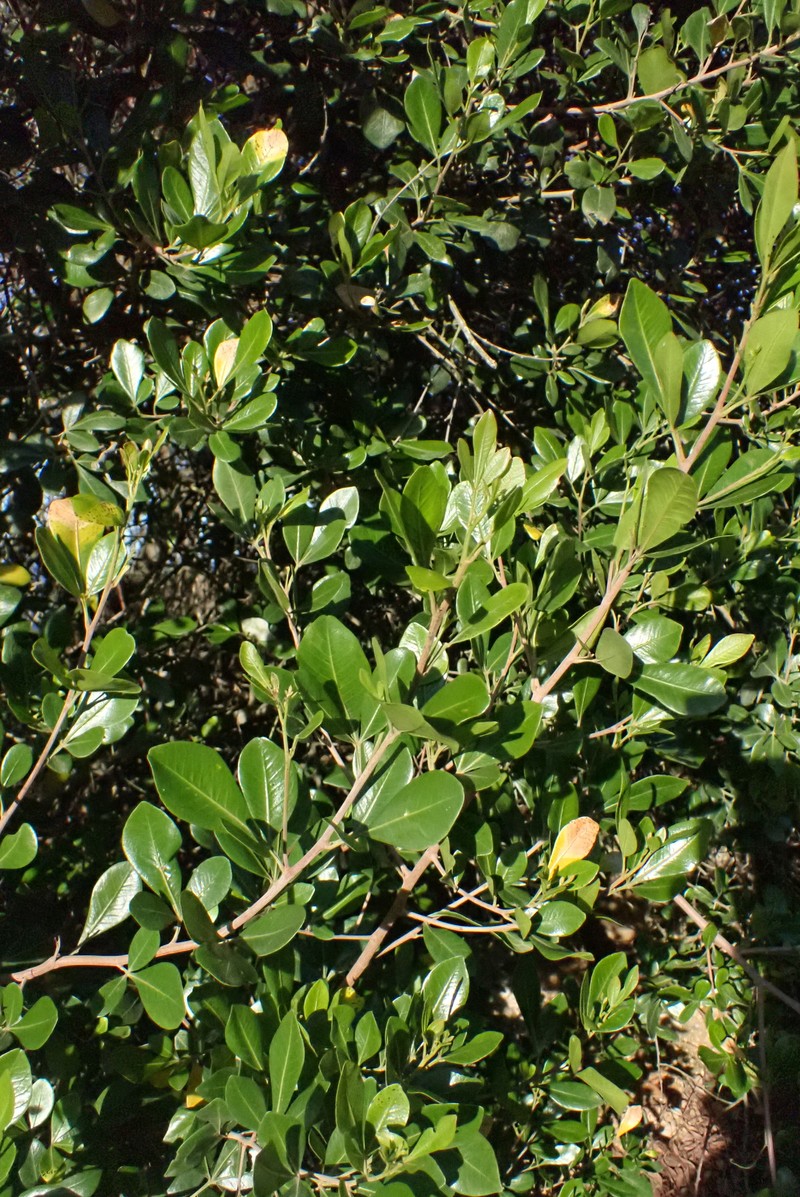 Searsia lucida f. lucida photo 2