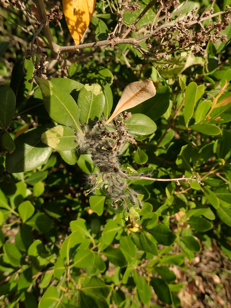Searsia lucida f. lucida photo 3