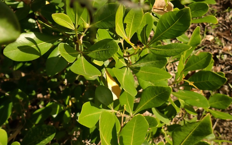 Searsia lucida f. lucida photo 4