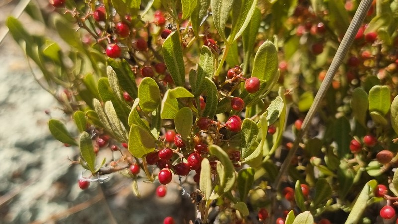 Searsia magalismontana subsp. magalismontana photo 2