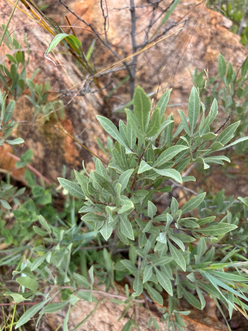 Searsia magalismontana subsp. magalismontana photo 3