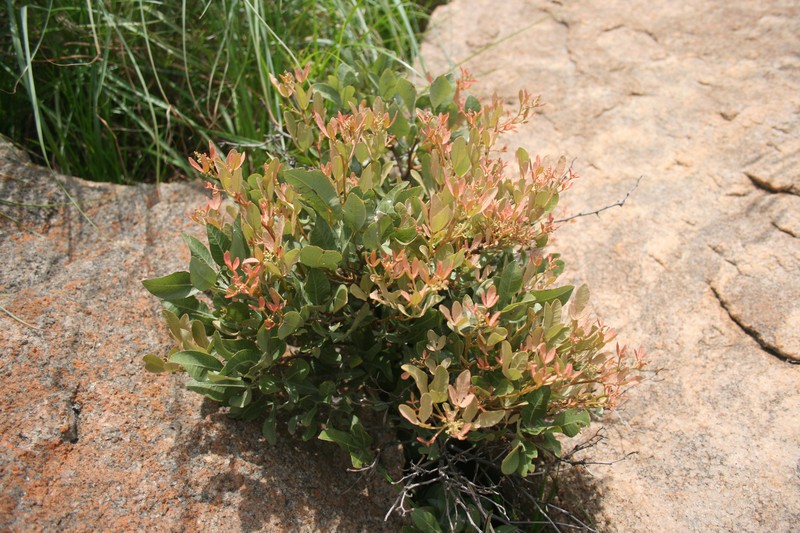 Searsia magalismontana subsp. magalismontana photo 6