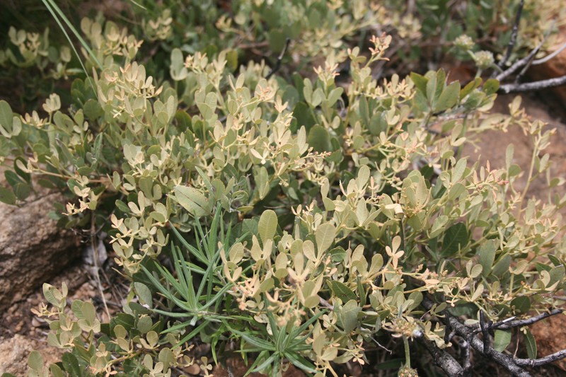 Searsia magalismontana subsp. magalismontana photo 8