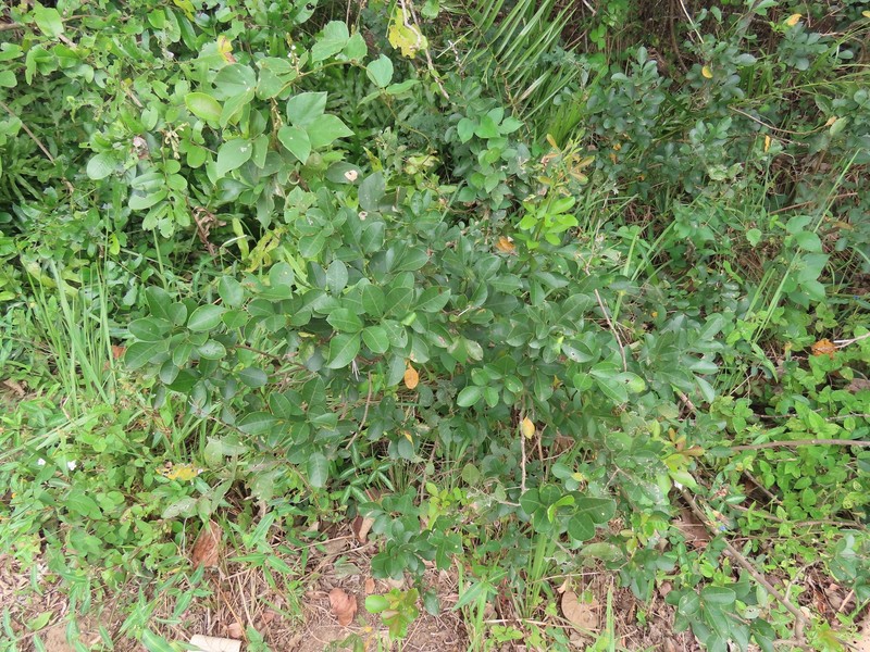 Searsia nebulosa f. nebulosa
