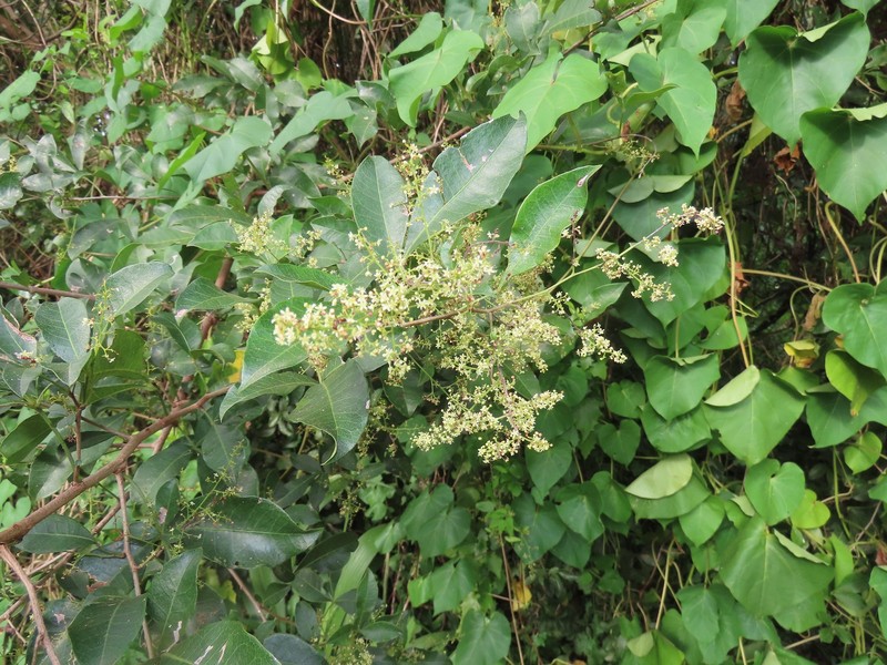 Searsia nebulosa f. nebulosa photo 2