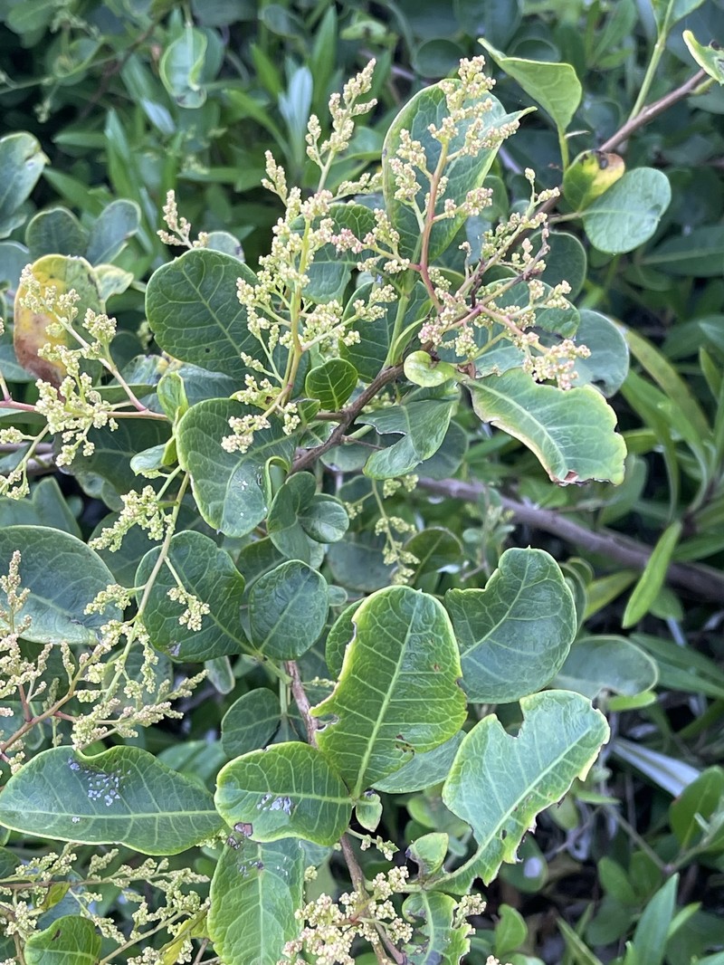 Searsia nebulosa f. nebulosa photo 3