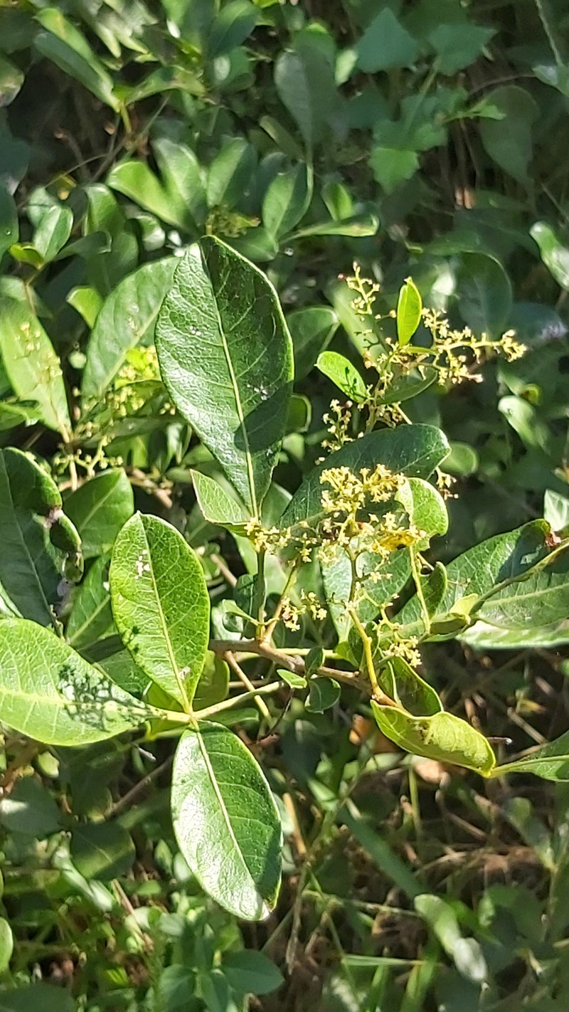 Searsia nebulosa f. nebulosa photo 4