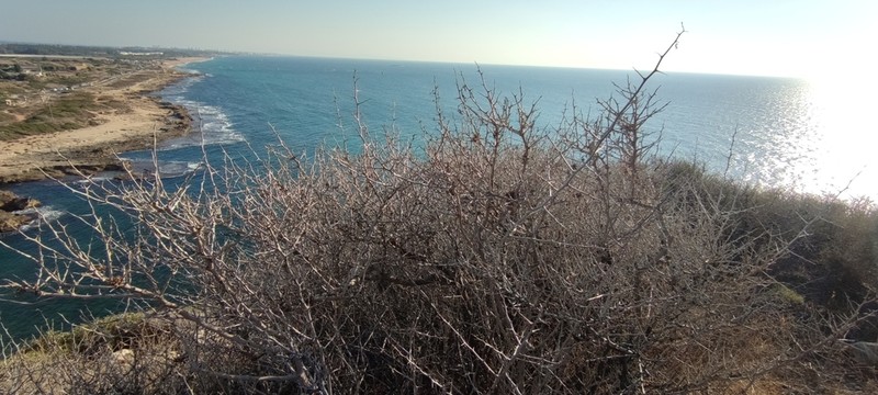 Searsia pentaphylla photo 2