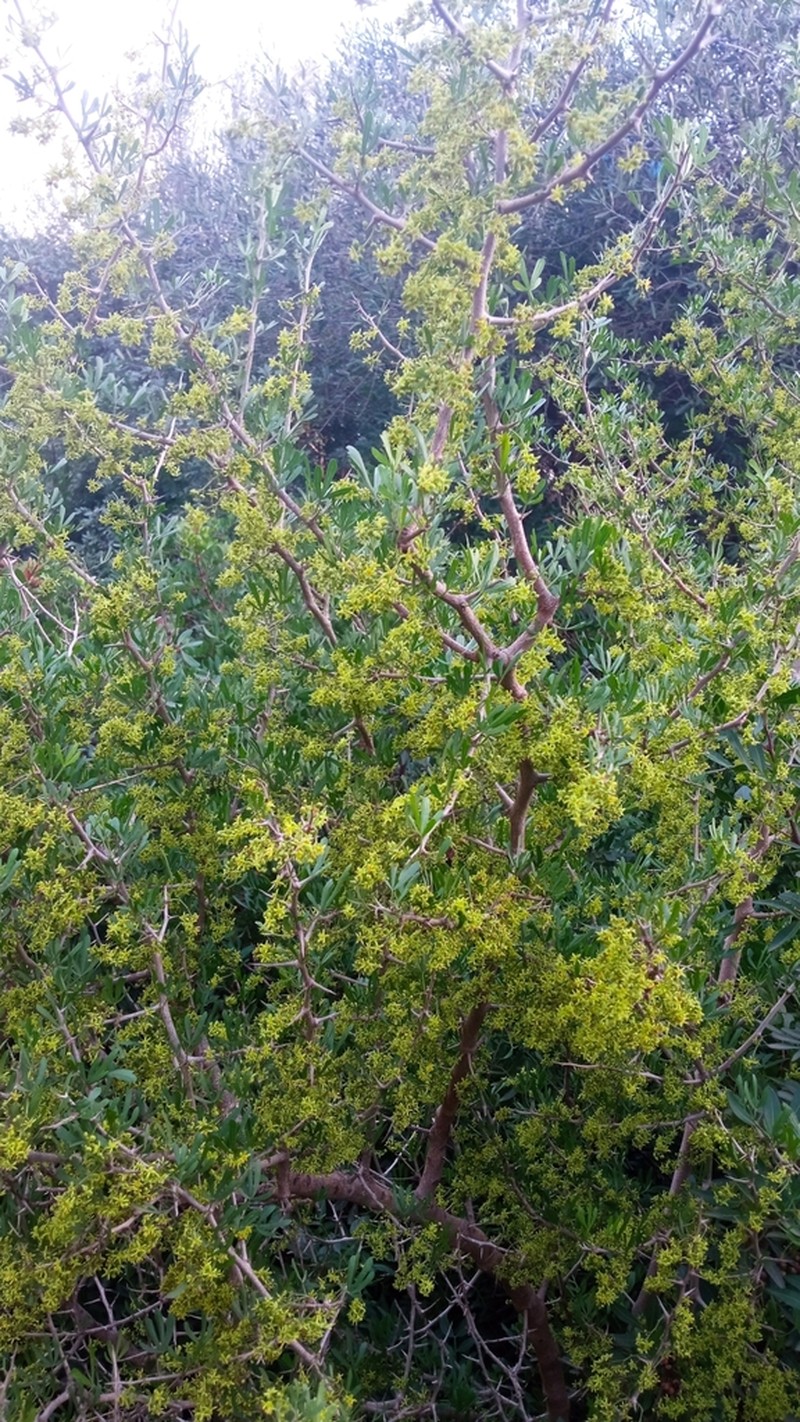 Searsia pentaphylla photo 3