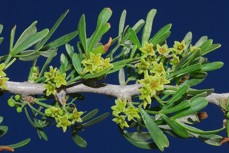 Searsia pentaphylla photo 4