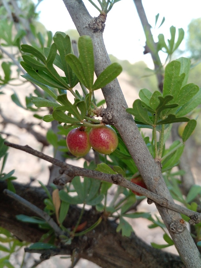 Searsia pentaphylla photo 5