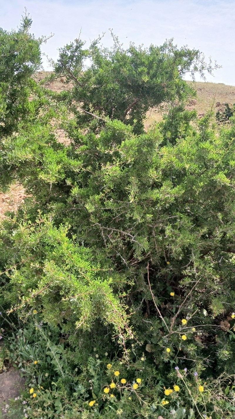 Searsia pentaphylla photo 7