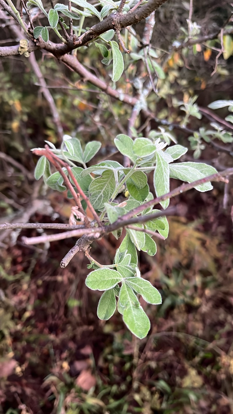 Searsia pyroides var. pyroides