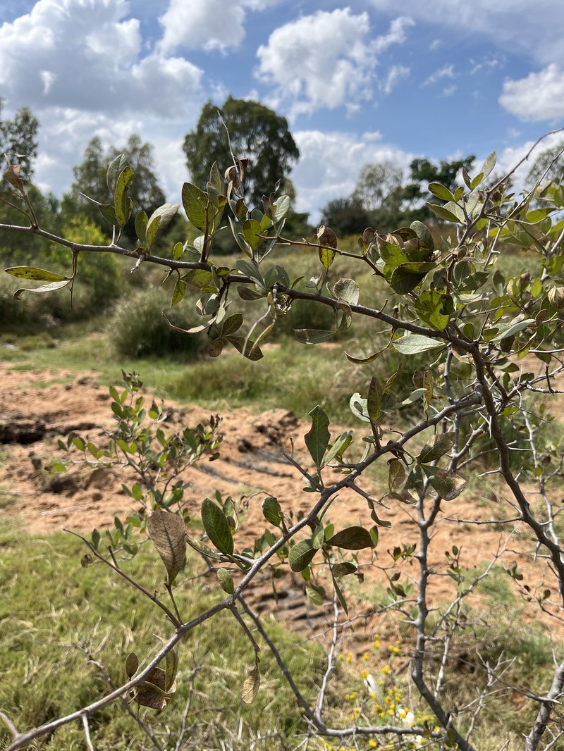 Searsia pyroides var. pyroides photo 2