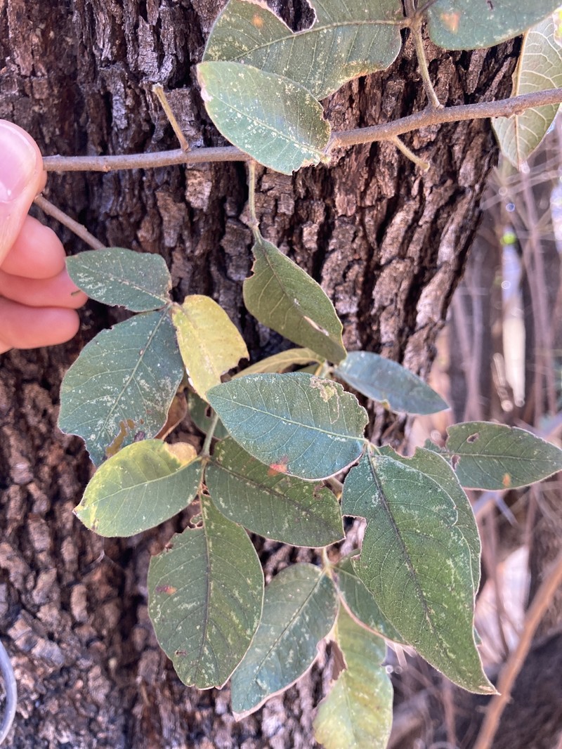 Searsia pyroides var. pyroides photo 3