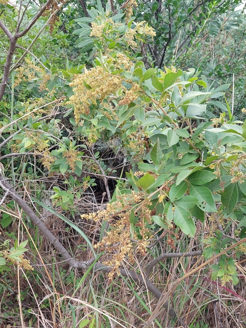Searsia pyroides var. pyroides photo 4