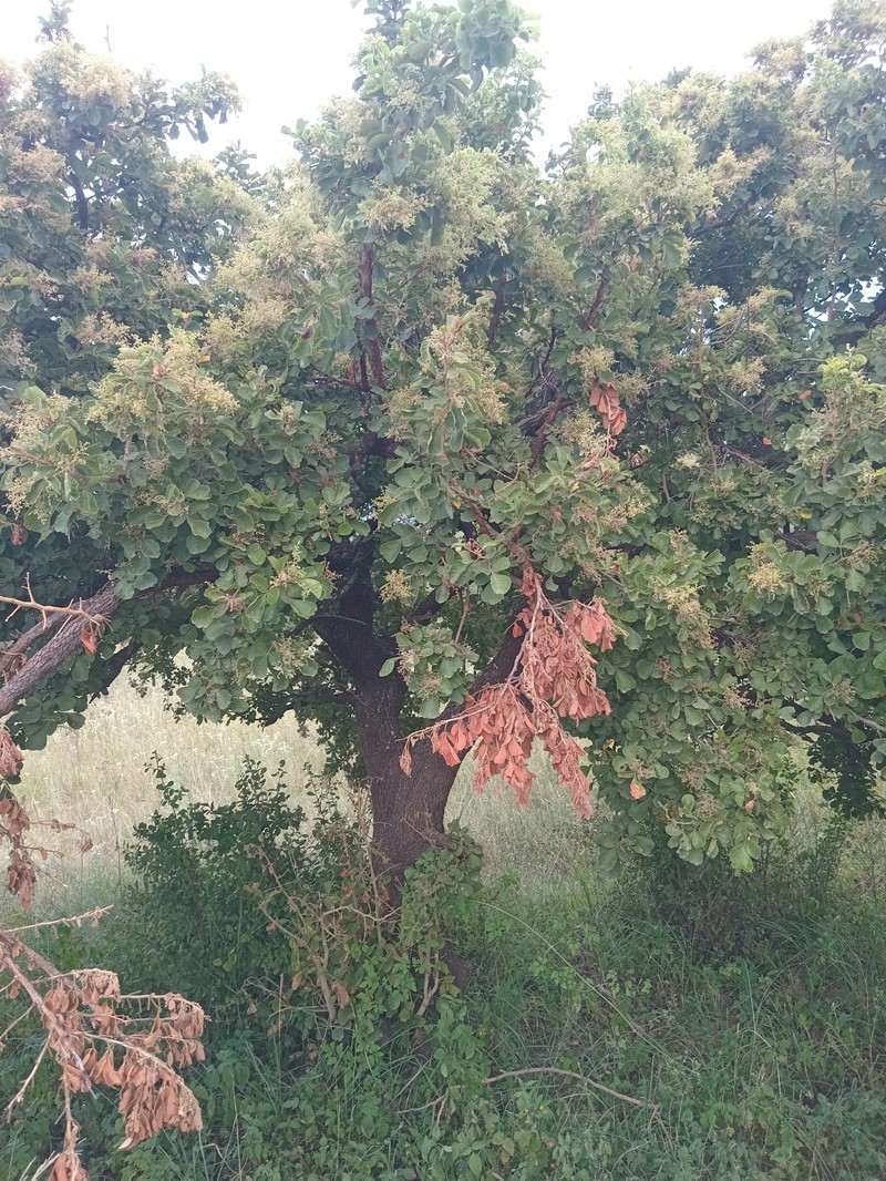 Searsia rehmanniana var. rehmanniana