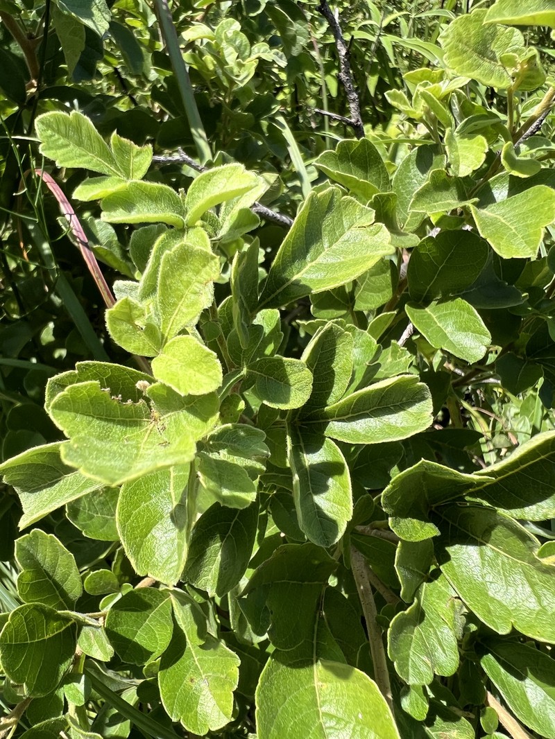 Searsia rehmanniana var. rehmanniana photo 2