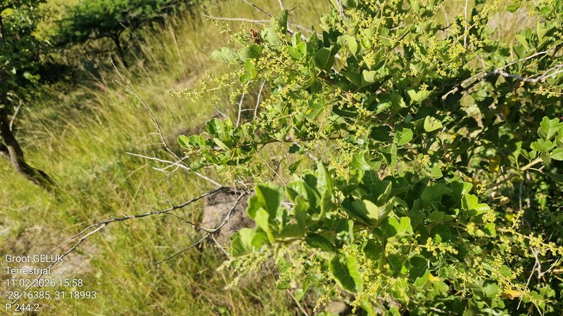 Searsia rehmanniana var. rehmanniana photo 3
