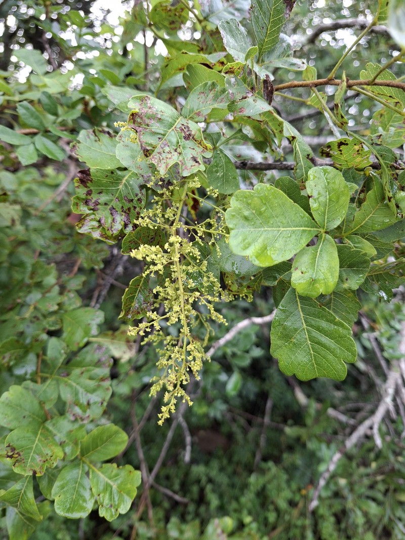 Searsia rehmanniana var. rehmanniana photo 4
