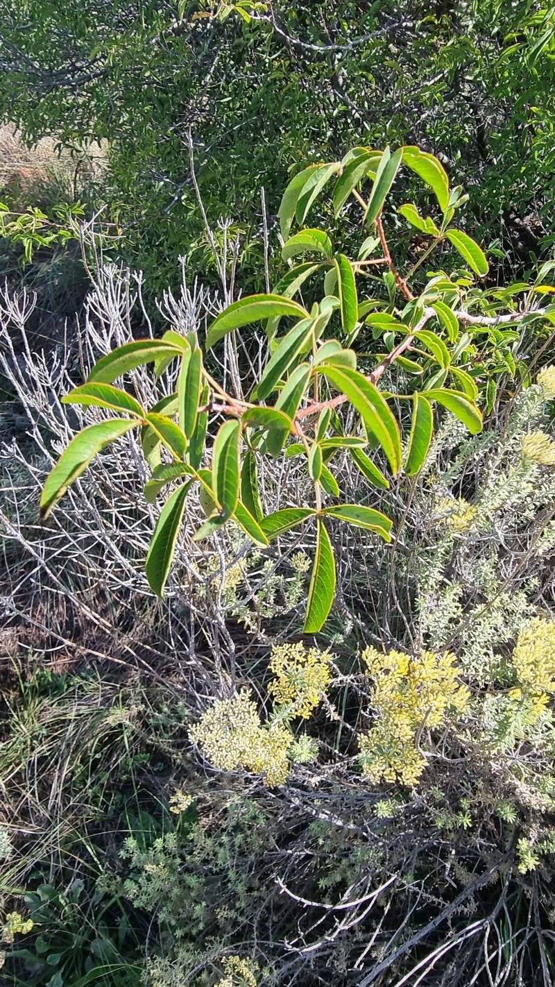 Searsia rigida var. rigida