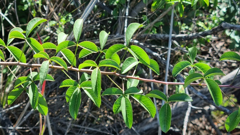 Searsia rigida var. rigida photo 2