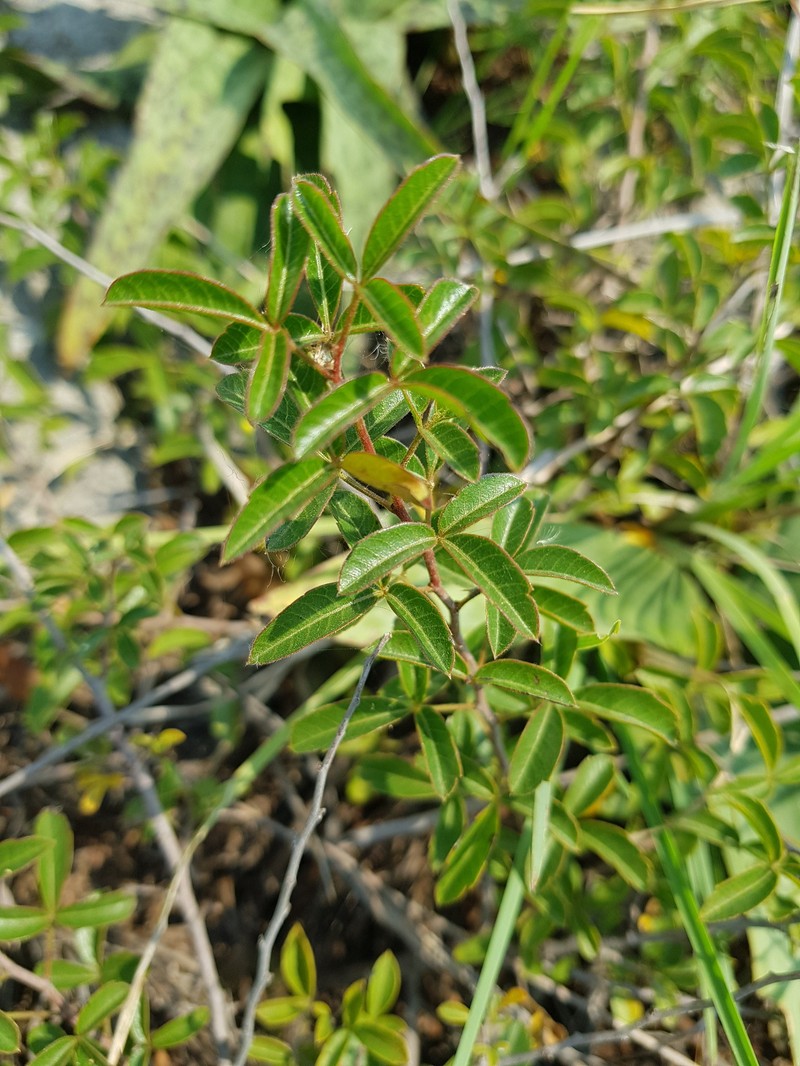 Searsia rigida var. rigida photo 3