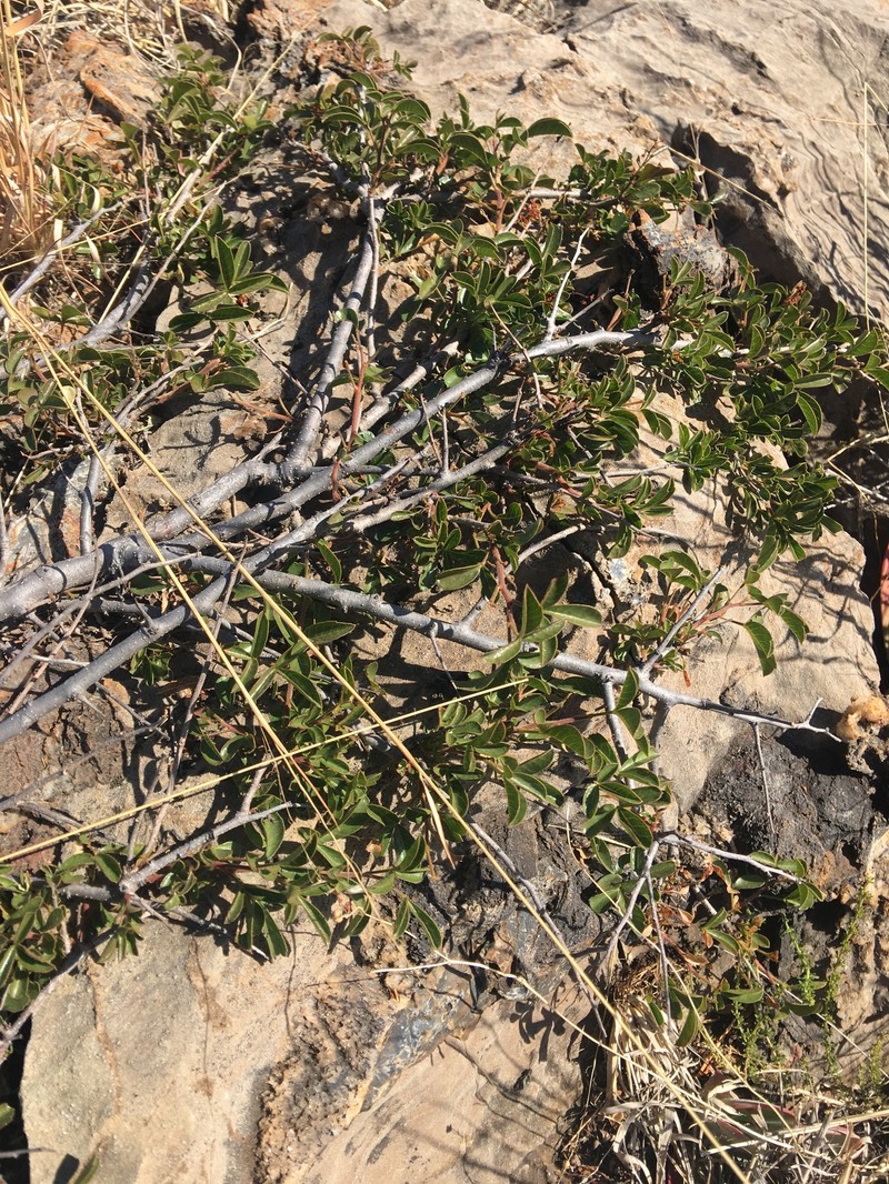 Searsia rigida var. rigida photo 4