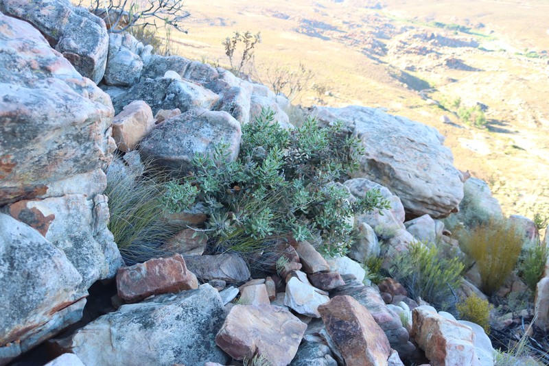 Searsia scytophylla var. scytophylla