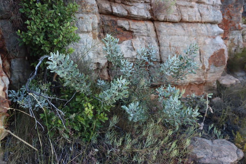 Searsia scytophylla var. scytophylla photo 2