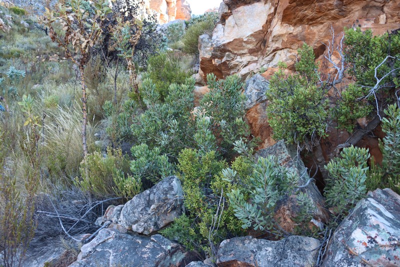 Searsia scytophylla var. scytophylla photo 3