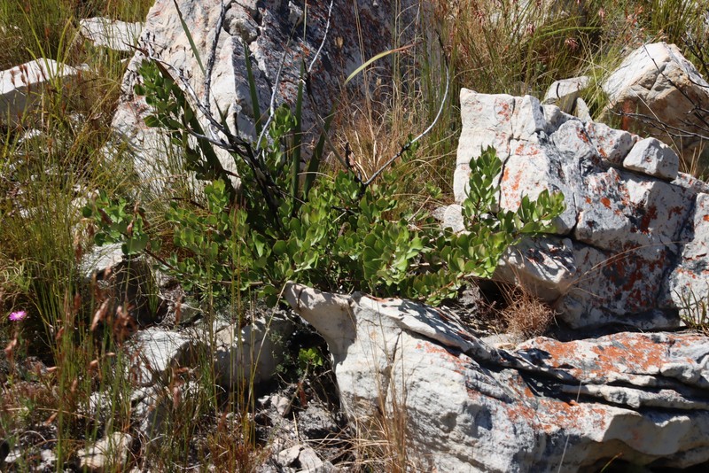Searsia scytophylla var. scytophylla photo 4