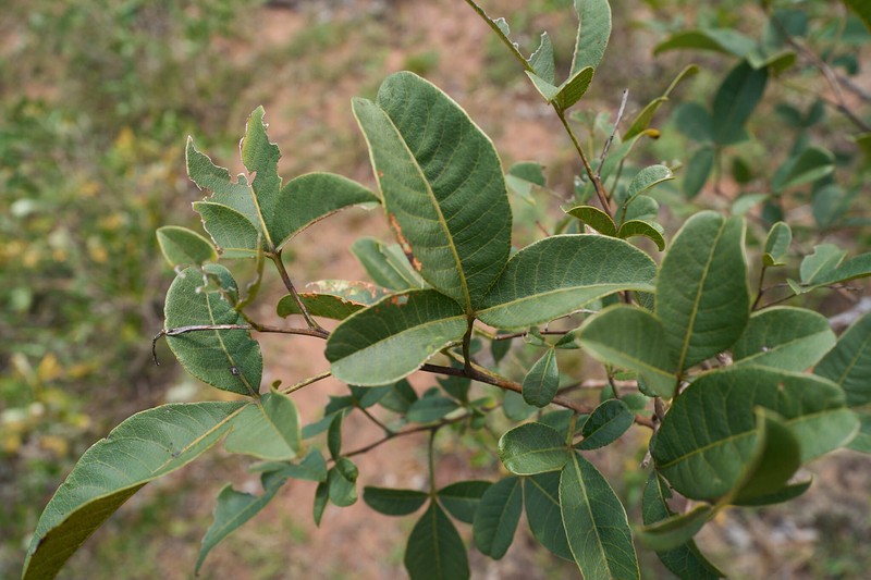 Searsia tumulicola var. tumulicola