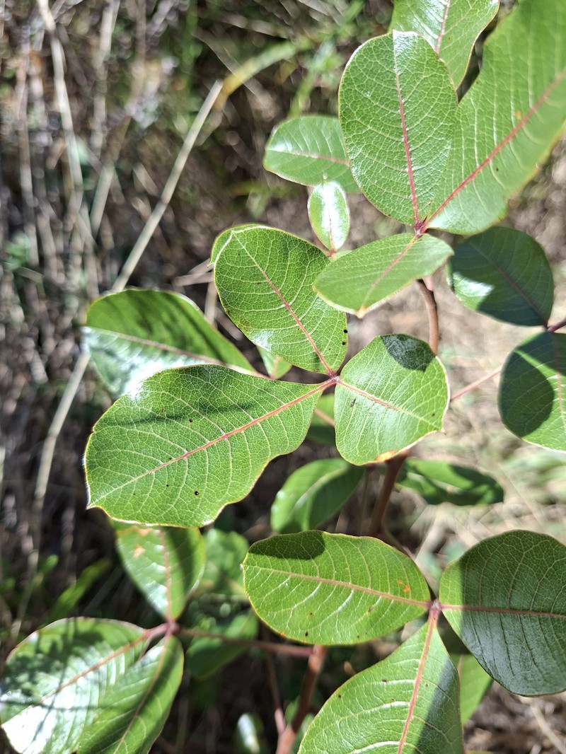 Searsia tumulicola var. tumulicola photo 2