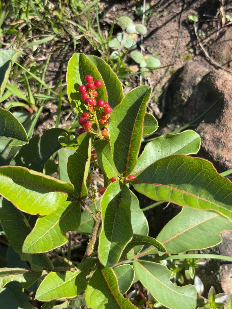 Searsia tumulicola var. tumulicola photo 3