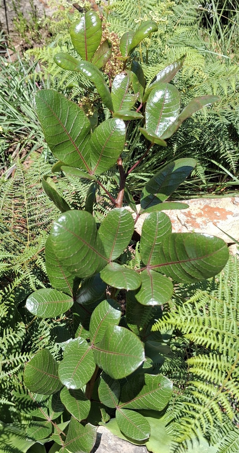 Searsia tumulicola var. tumulicola photo 4