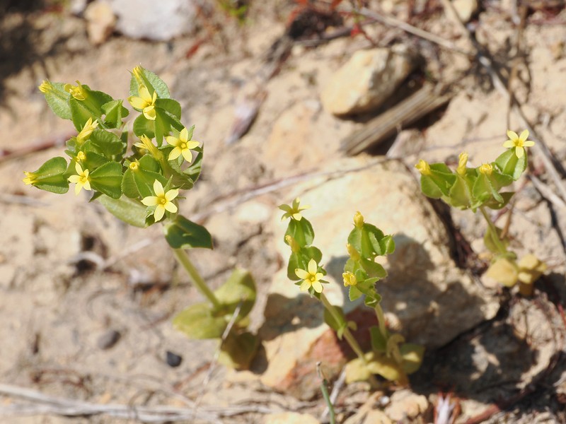 Sebaea micrantha var. intermedia