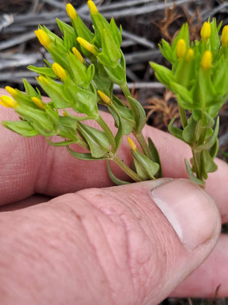 Sebaea micrantha var. intermedia photo 2