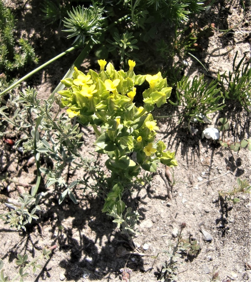 Sebaea micrantha var. intermedia photo 3