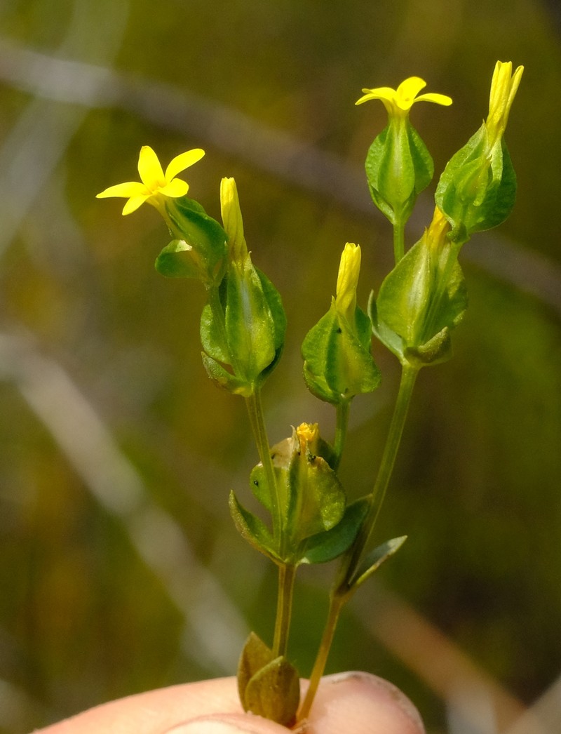 Sebaea micrantha var. intermedia photo 4