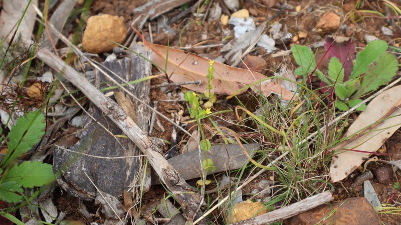 Sebaea micrantha var. micrantha