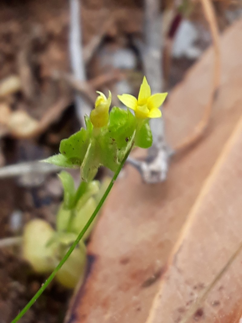 Sebaea micrantha var. micrantha photo 2