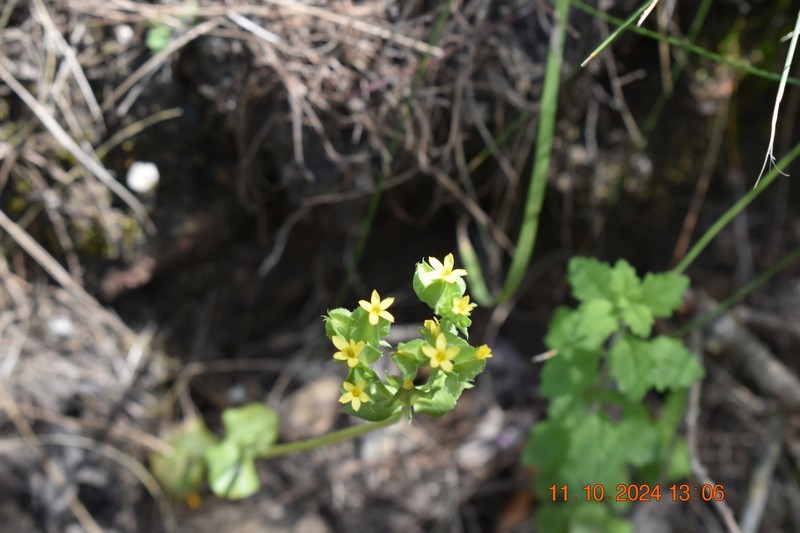 Sebaea micrantha var. micrantha photo 3