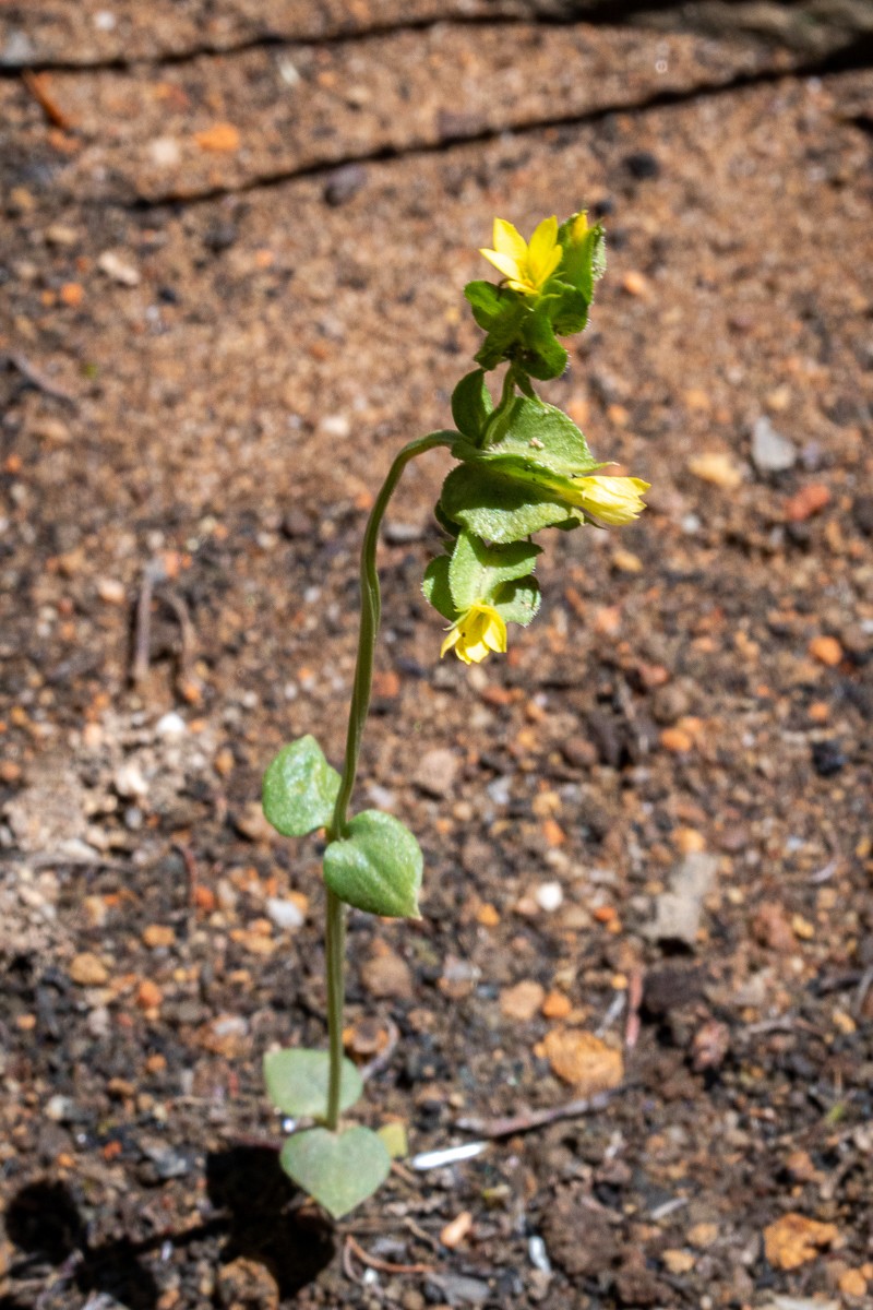 Sebaea micrantha var. micrantha photo 4