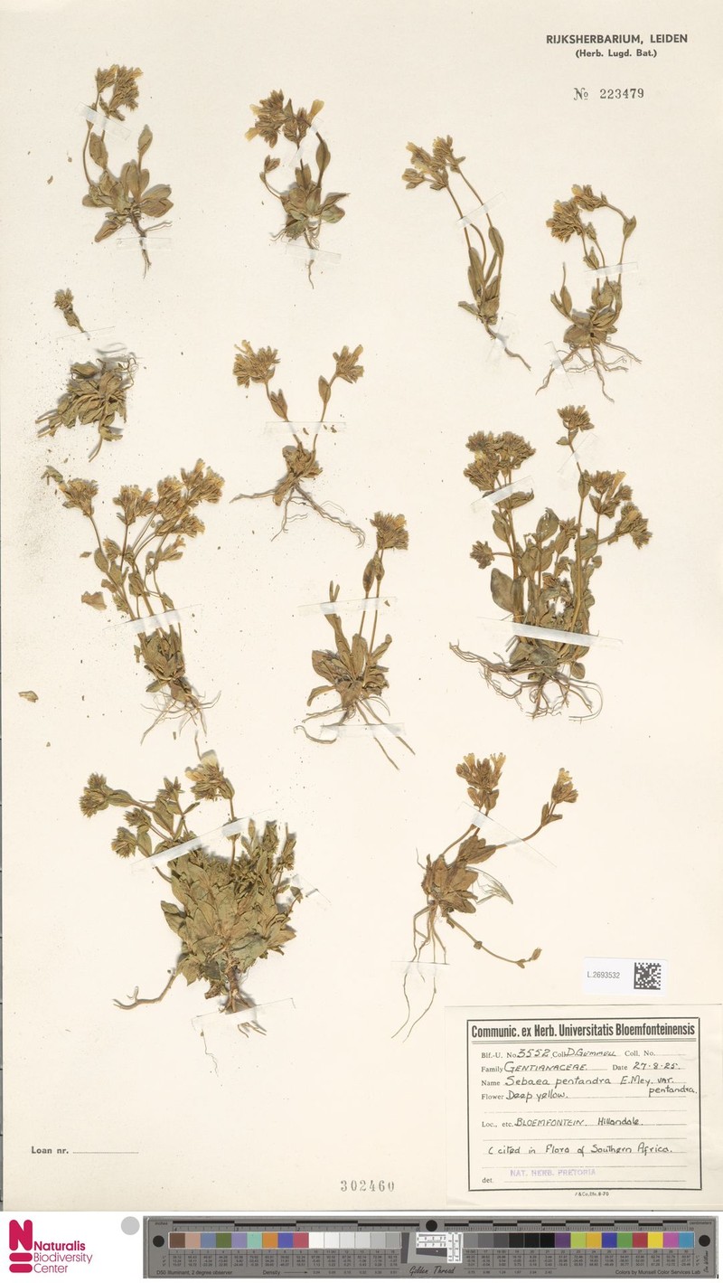 Sebaea pentandra var. pentandra