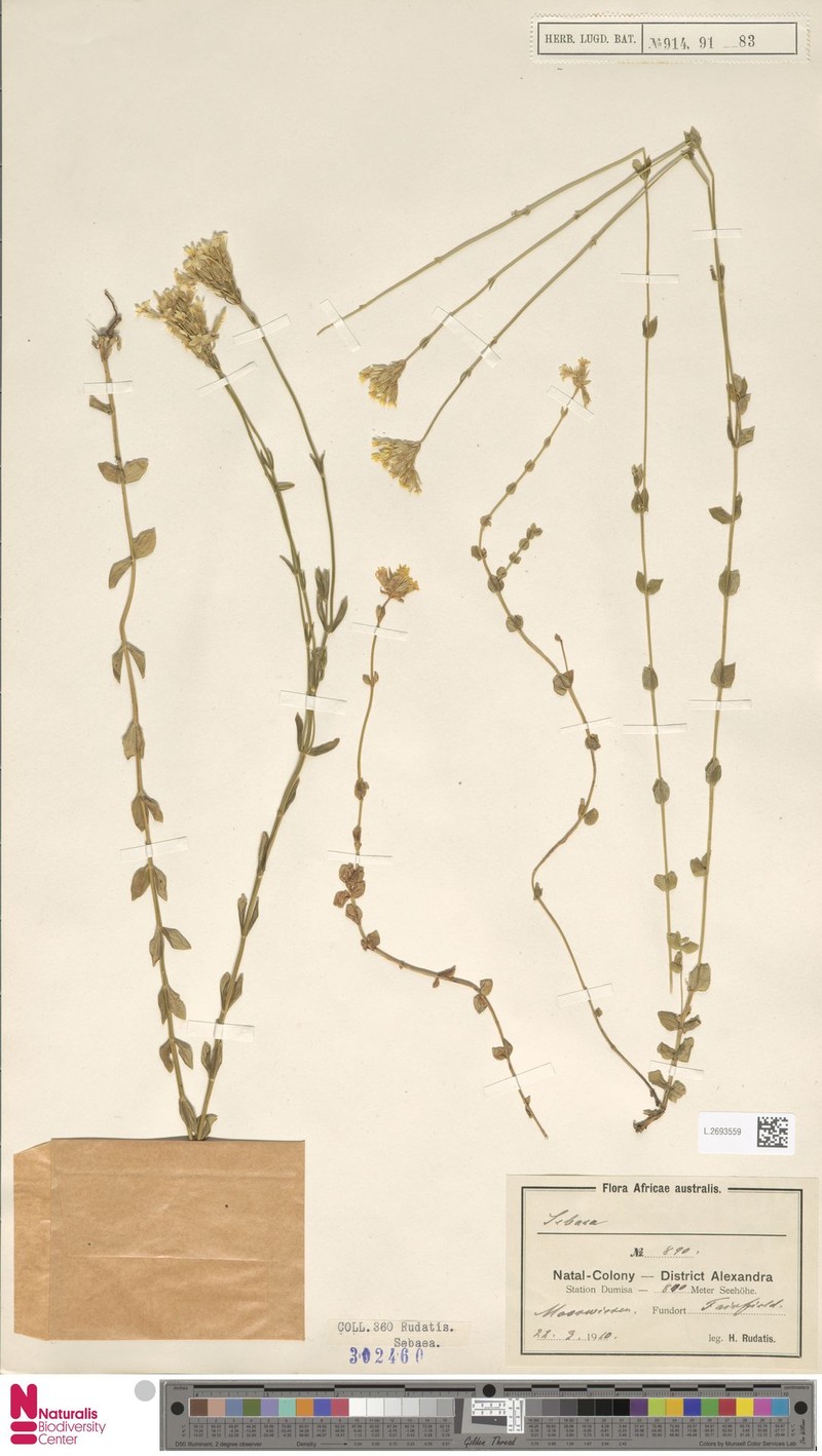Sebaea sedoides var. schoenlandii