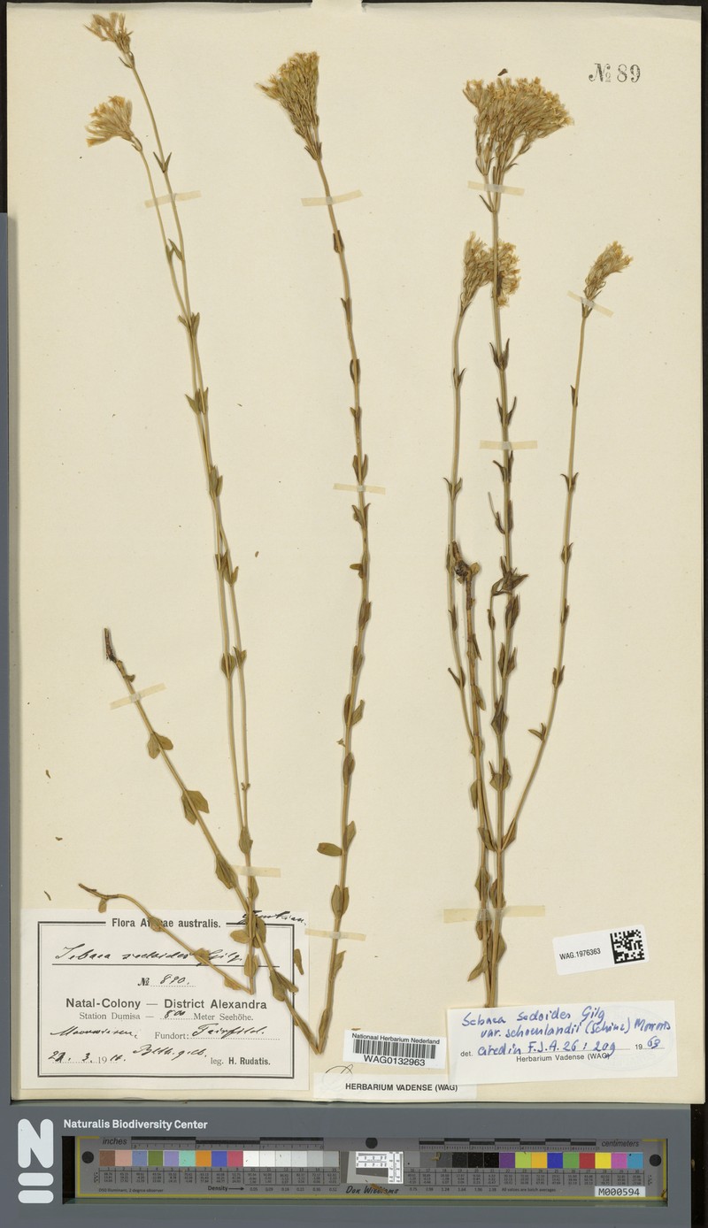 Sebaea sedoides var. schoenlandii photo 2