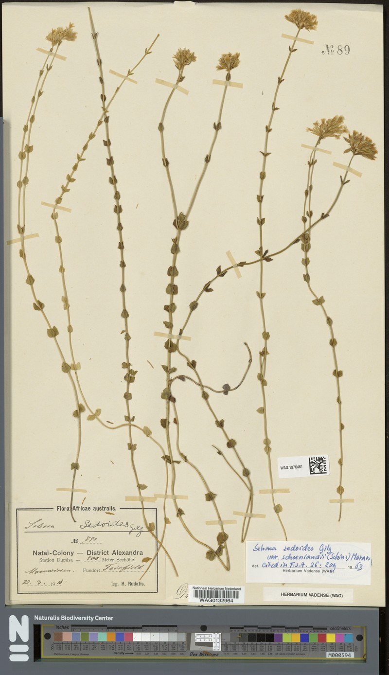 Sebaea sedoides var. schoenlandii photo 3