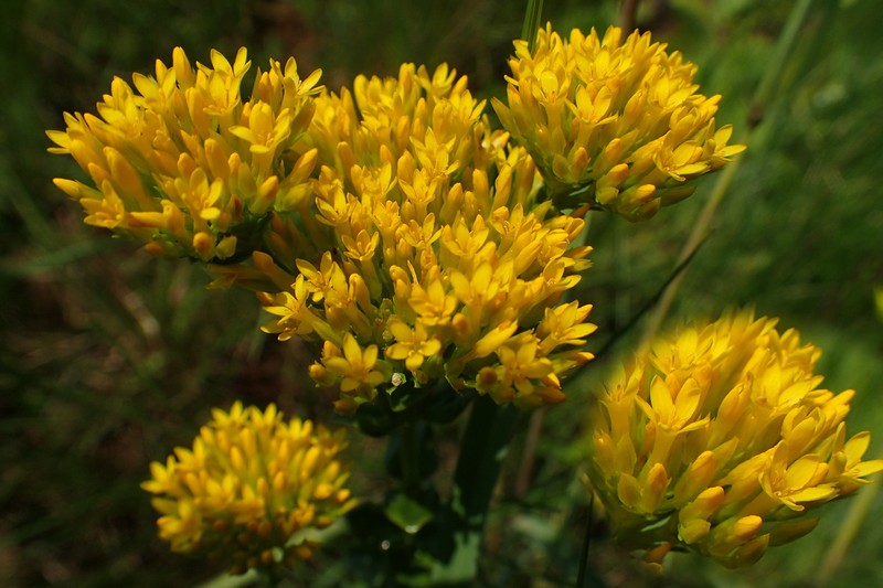 Sebaea sedoides var. sedoides