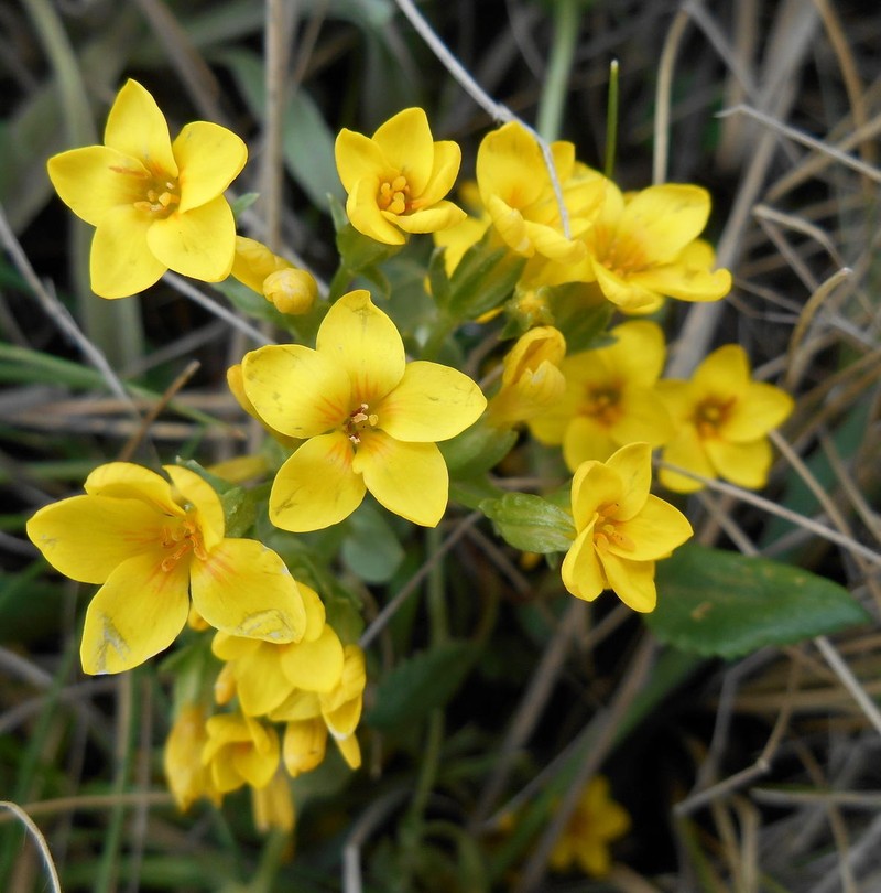 Sebaea sedoides var. sedoides photo 2